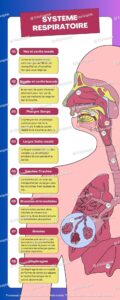 Systeme respiratoire