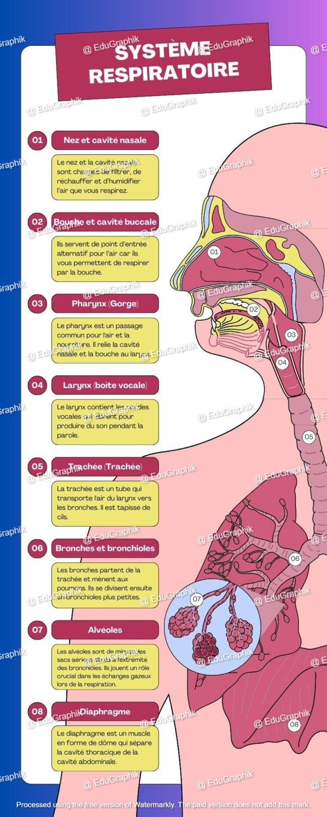 Systeme respiratoire