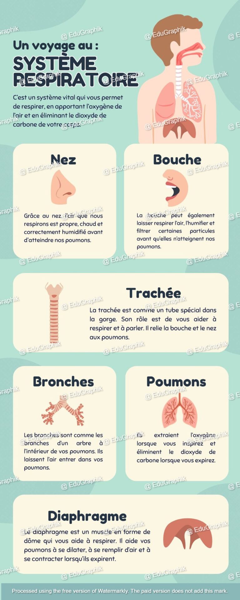 Syteme respiratoire
