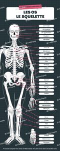 os du squelette