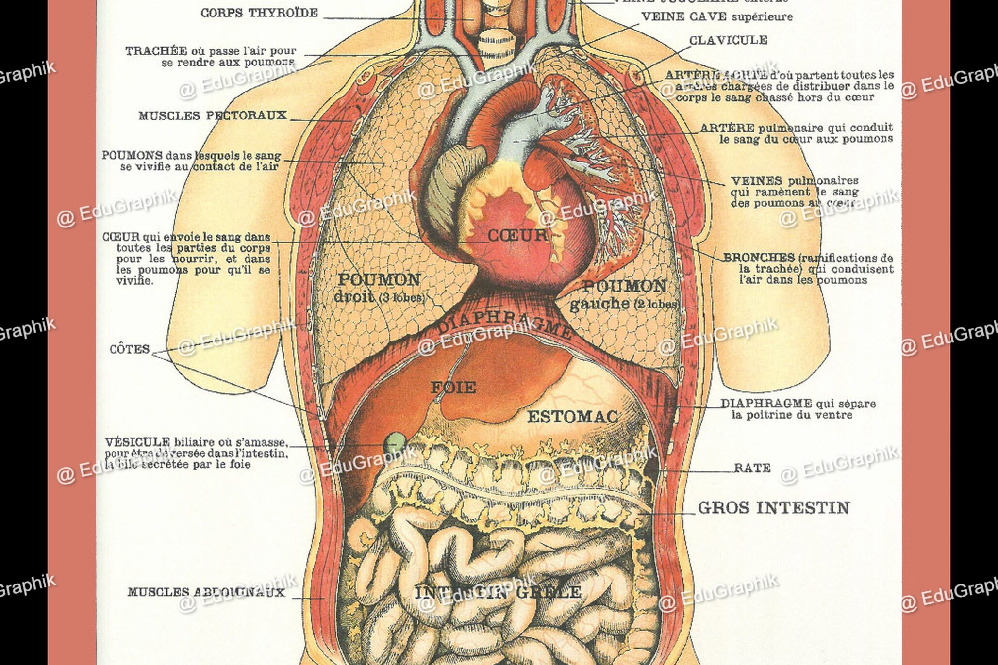 planche sciences lecon de choses anatomie