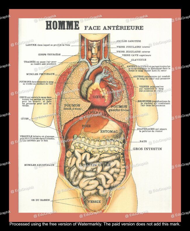 planche sciences lecon de choses anatomie