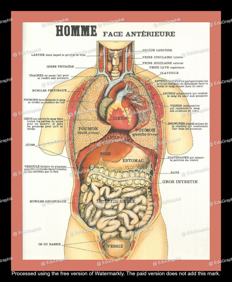 planche sciences lecon de choses anatomie